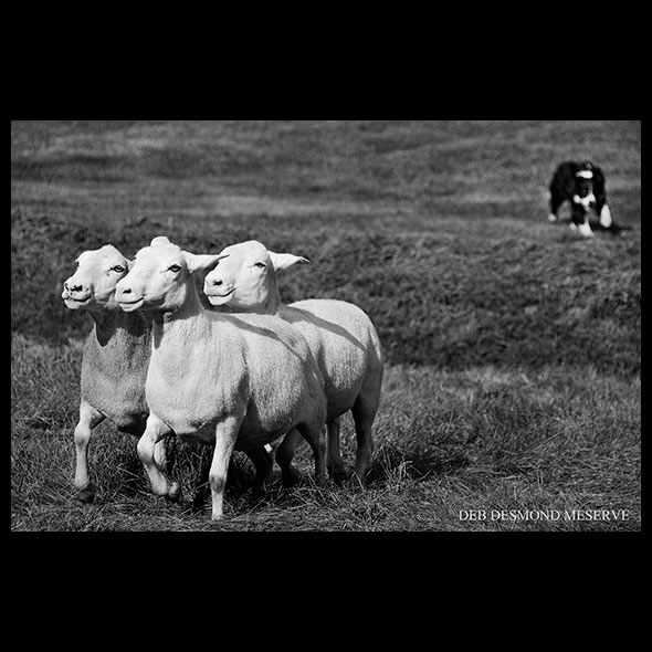 sheep and dog at highland games NH