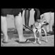 small dog beside long sandy legs on york beach maine