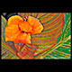 canna lilys orange botanical kennebunk