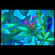 cleome at night in garden kennebunk maine