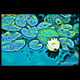 frog lily pad kennebunk shutter gallery